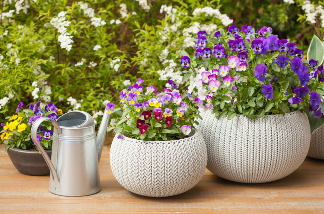 Plants to beautify your outdoor space for summer home preparation