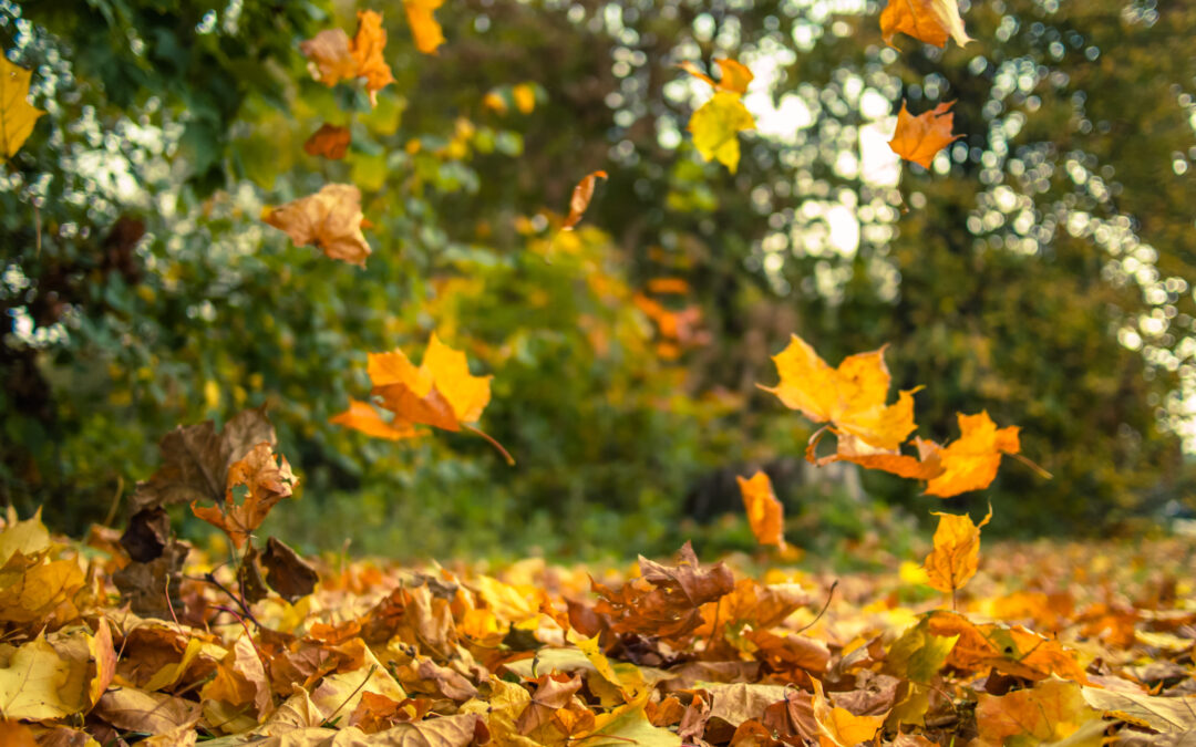 Practical Tips for Preparing Your Home for Autumn and Winter